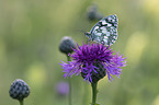 Marbled White