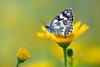 marbled white