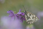 marbled white