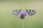 marbled white