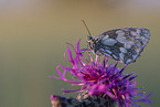 marbled white