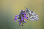 marbled white