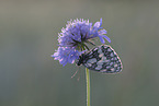 marbled white