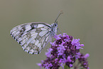 marbled white