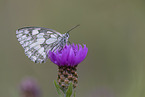 marbled white