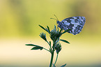 marbled white