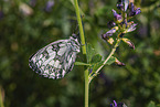 marbled white