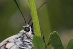 marbled white