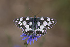 western marbled white