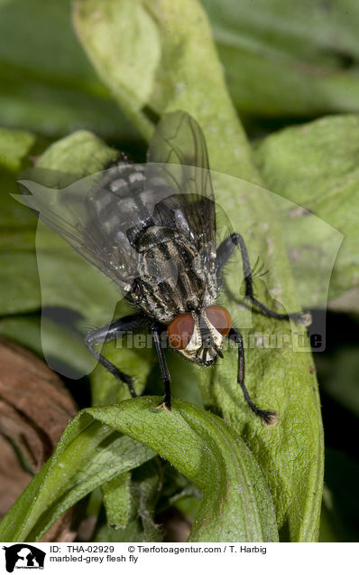 Graue Fleischfliege / marbled-grey flesh fly / THA-02929