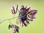 fleshfly