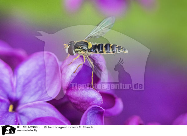 Hainschwebfliege / marmalade fly / SST-23665