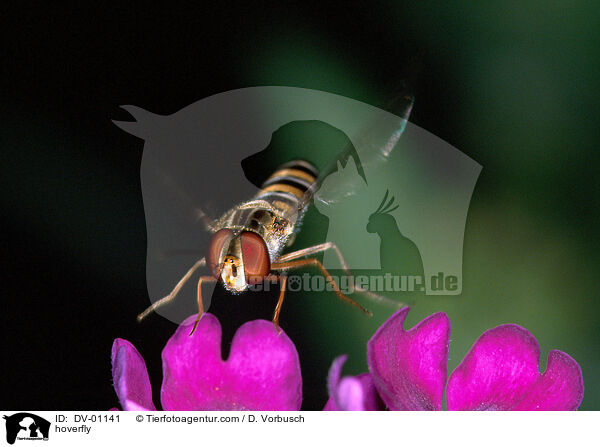 Winterschwebfliege / hoverfly / DV-01141