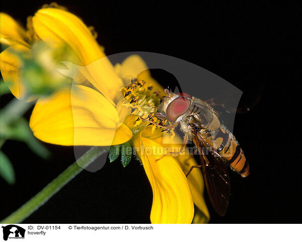 hoverfly / DV-01154