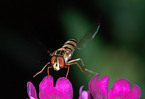 hoverfly