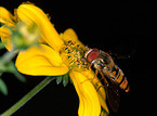 hoverfly