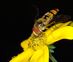 hoverfly