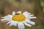 marsh marygold moths