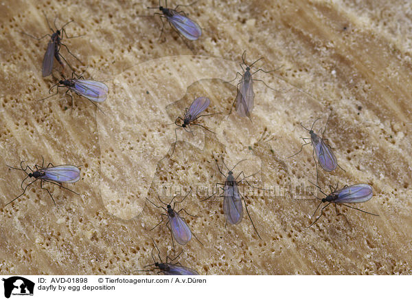 Eintagsfliegen bei der Eiablage / dayfly by egg deposition / AVD-01898