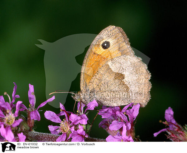 Groes Ochsenauge / meadow brown / DV-01032