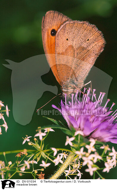 meadow brown / DV-01034