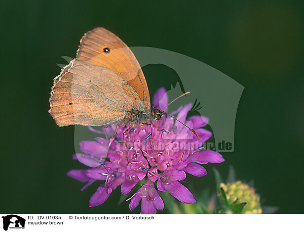 meadow brown / DV-01035