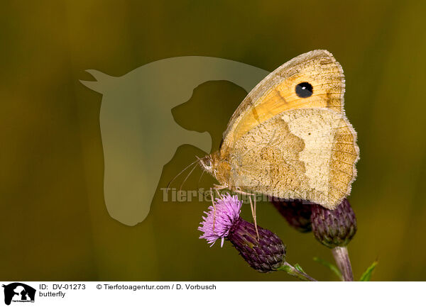 Groes Ochsenauge / butterfly / DV-01273
