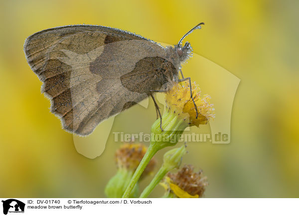 Groes Ochsenauge / meadow brown butterfly / DV-01740