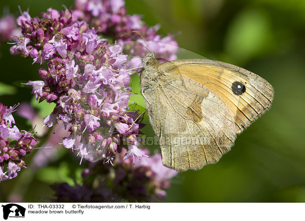Groes Ochsenauge / meadow brown butterfly / THA-03332