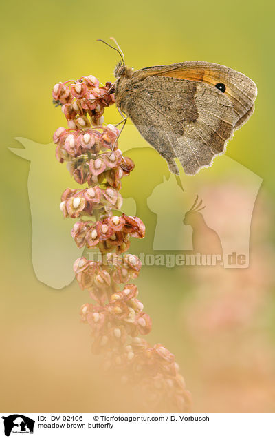 Groes Ochsenauge / meadow brown butterfly / DV-02406