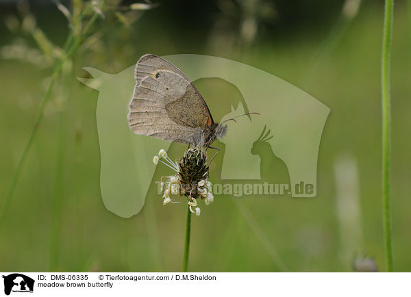 Groes Ochsenauge / meadow brown butterfly / DMS-06335