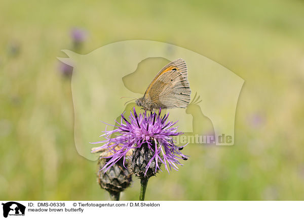 Groes Ochsenauge / meadow brown butterfly / DMS-06336