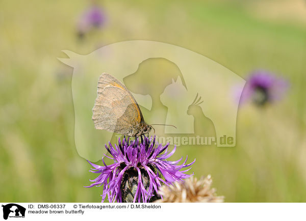 Groes Ochsenauge / meadow brown butterfly / DMS-06337