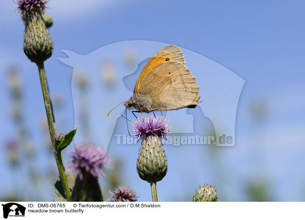 Groes Ochsenauge / meadow brown butterfly / DMS-06765