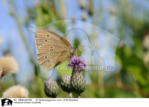 Groes Ochsenauge / meadow brown butterfly / DMS-06766