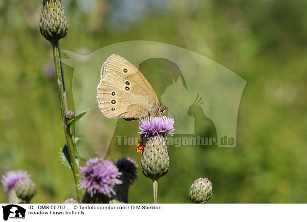 Groes Ochsenauge / meadow brown butterfly / DMS-06767
