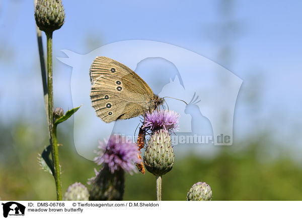 Groes Ochsenauge / meadow brown butterfly / DMS-06768