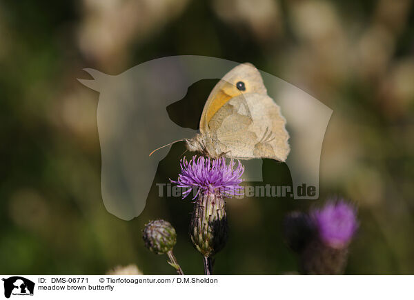 Groes Ochsenauge / meadow brown butterfly / DMS-06771