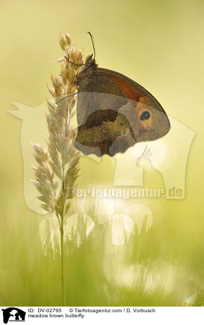 Groes Ochsenauge / meadow brown butterfly / DV-02795