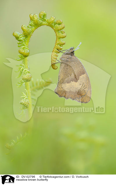 Groes Ochsenauge / meadow brown butterfly / DV-02796