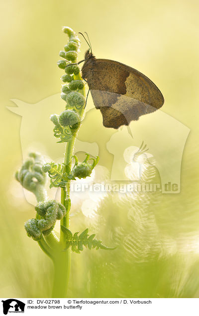 Groes Ochsenauge / meadow brown butterfly / DV-02798