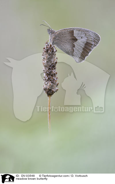 Groes Ochsenauge / meadow brown butterfly / DV-03548