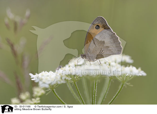sitzendes Groes Ochsenauge / sitting Meadow Brown Butterfly / SI-01166