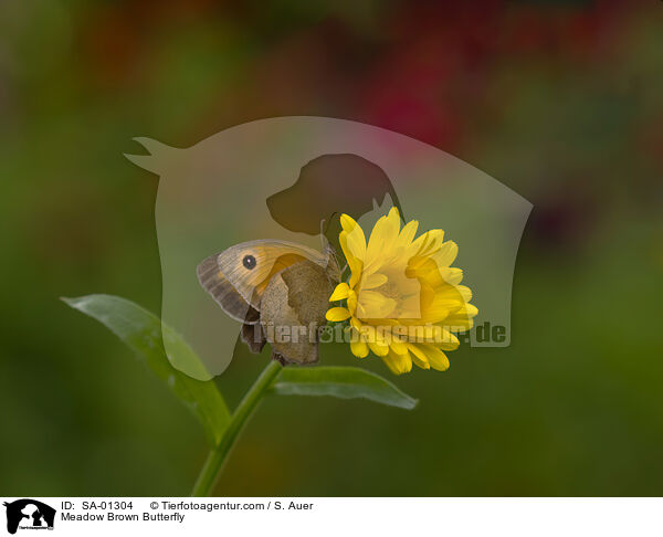 Groes Ochsenauge / Meadow Brown Butterfly / SA-01304