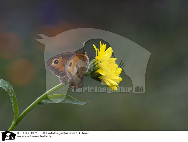 meadow brown butterfly / SA-01371