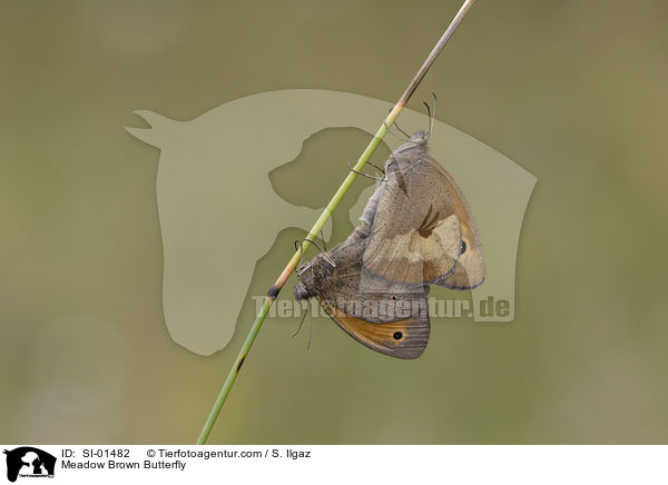 Groes Ochsenauge / Meadow Brown Butterfly / SI-01482