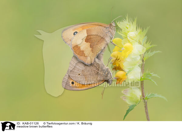 Groe Ochsenaugen / meadow brown butterflies / KAB-01126