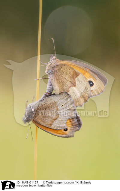 Groe Ochsenaugen / meadow brown butterflies / KAB-01127