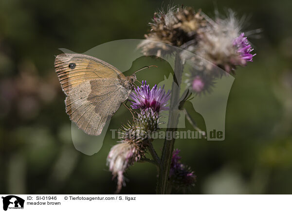 meadow brown / SI-01946