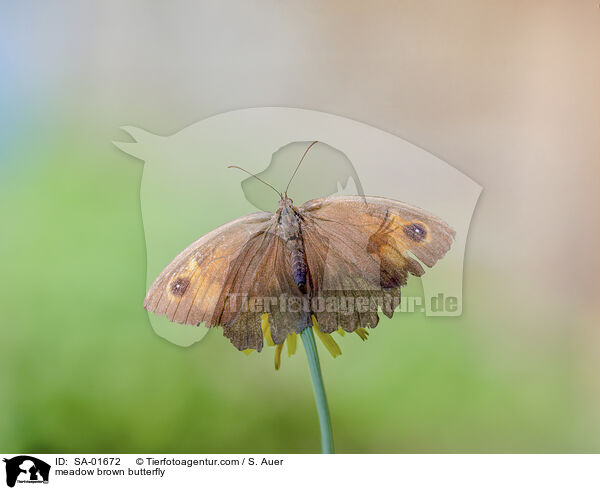 meadow brown butterfly / SA-01672